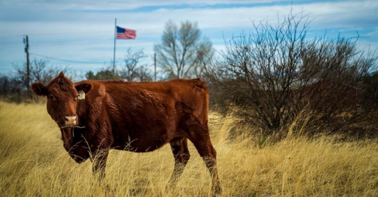 Trump Waives Beef Import Tariffs, Ranchers Rebel