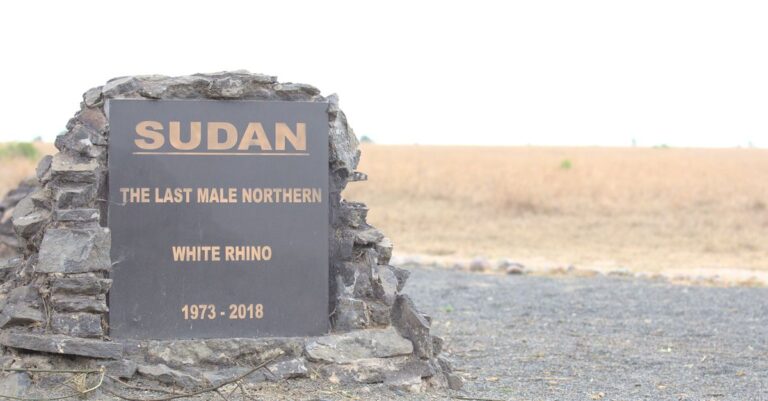 Sudan Army Advances as RSF Defections Shake War